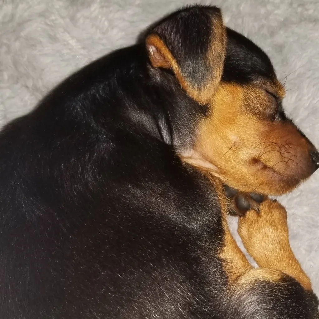 chat with ai character: A Random Dog