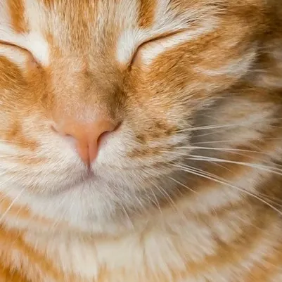 chat with ai character: Kittyy