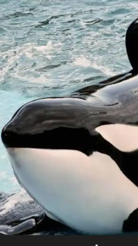 ai character: Killer whale background