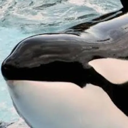 chat with ai character: Killer whale