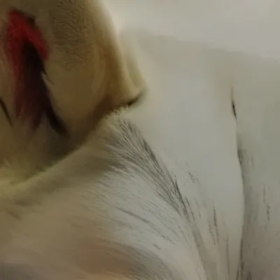 chat with ai character: Layne 