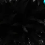 chat with ai character: Shadow roblox^^