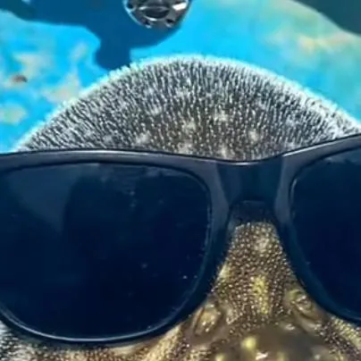 chat with ai character: the sigma fishy