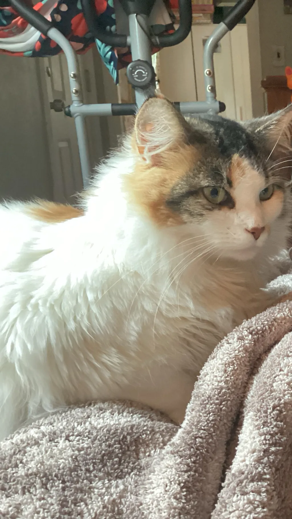 ai character: Nico background