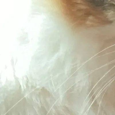 chat with ai character: Nico