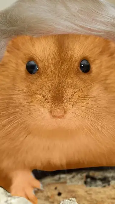 ai character: Hamster trump background