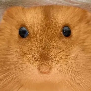chat with ai character: Hamster trump