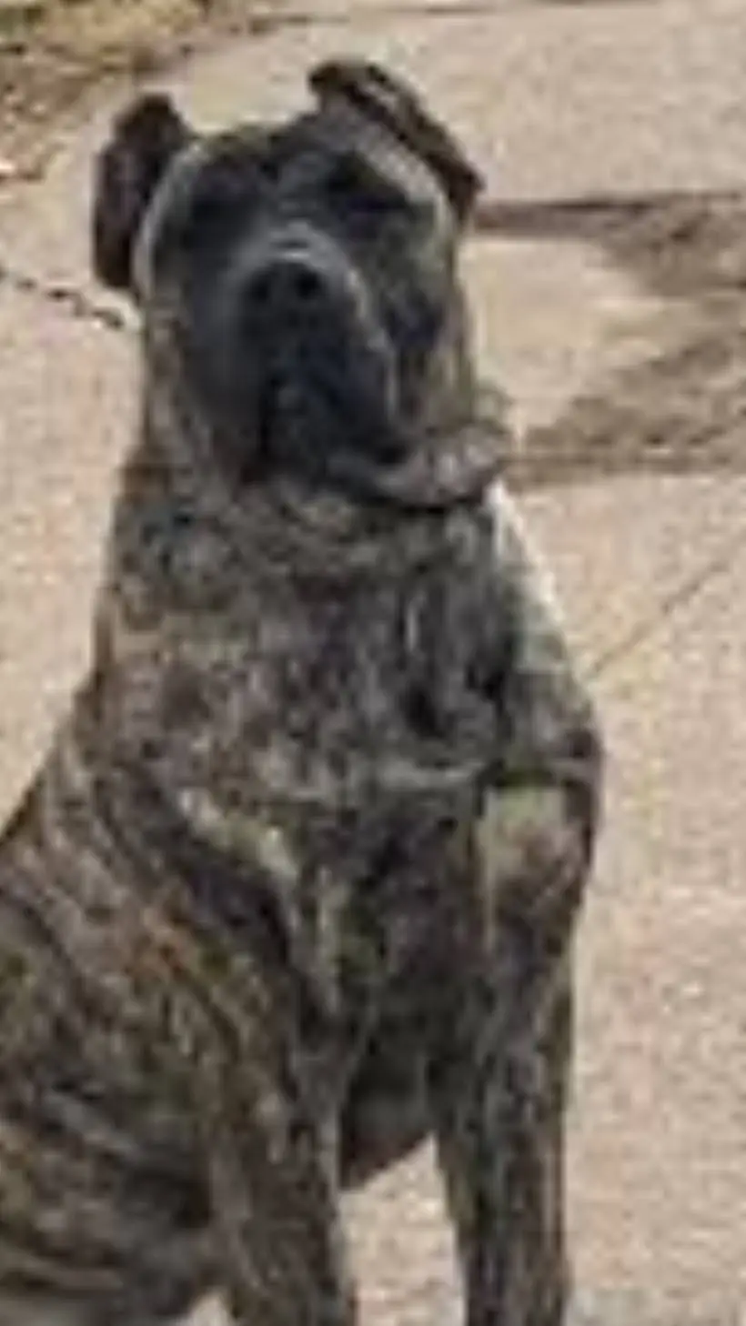 ai character: dejui  background