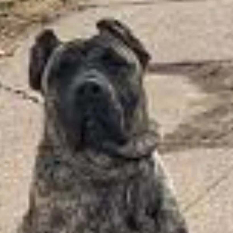 chat with ai character: dejui 