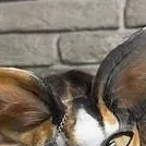 chat with ai character: Alexa