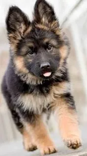 ai character: Kpdh pup background