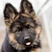 chat with ai character: Kpdh pup