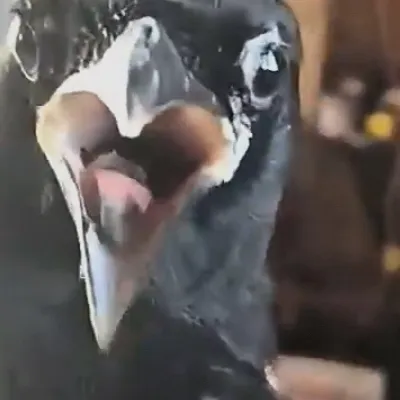 chat with ai character: Roast him