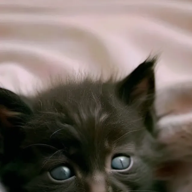 chat with ai character: your cute cat 