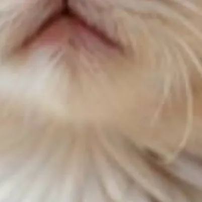 chat with ai character: Kitten infection 