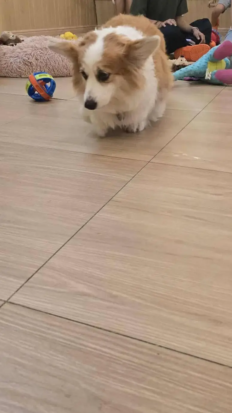 ai character: Molies world cafe  background