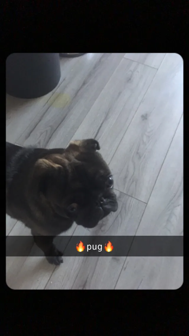 ai character: Pug boyfriend background