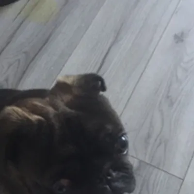 chat with ai character: Pug boyfriend