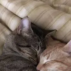 chat with ai character: Uhh idk