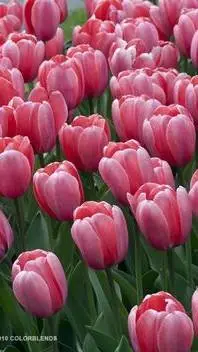 ai character: Flower Patch  background