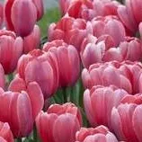 chat with ai character: Flower Patch 