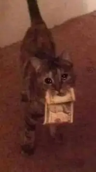 ai character: sad cat background