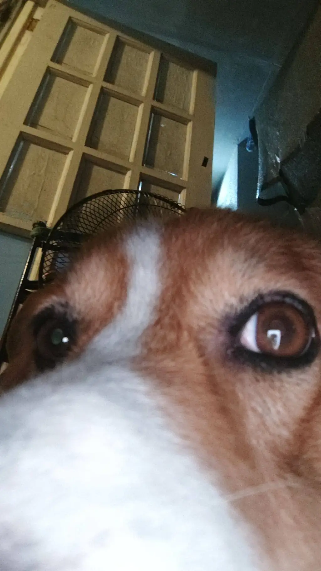 Talkie AI - Chat with kibo the doggy