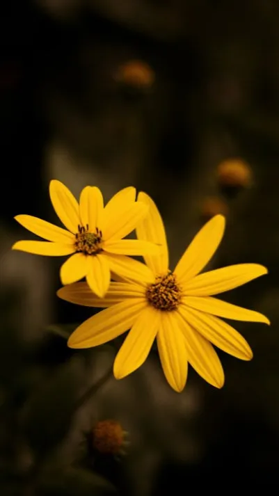 ai character: {Feild & Flowers} background