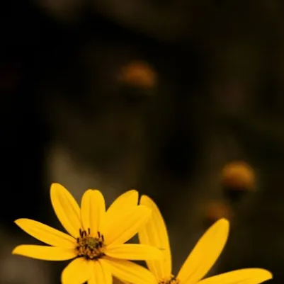 chat with ai character: {Feild & Flowers}