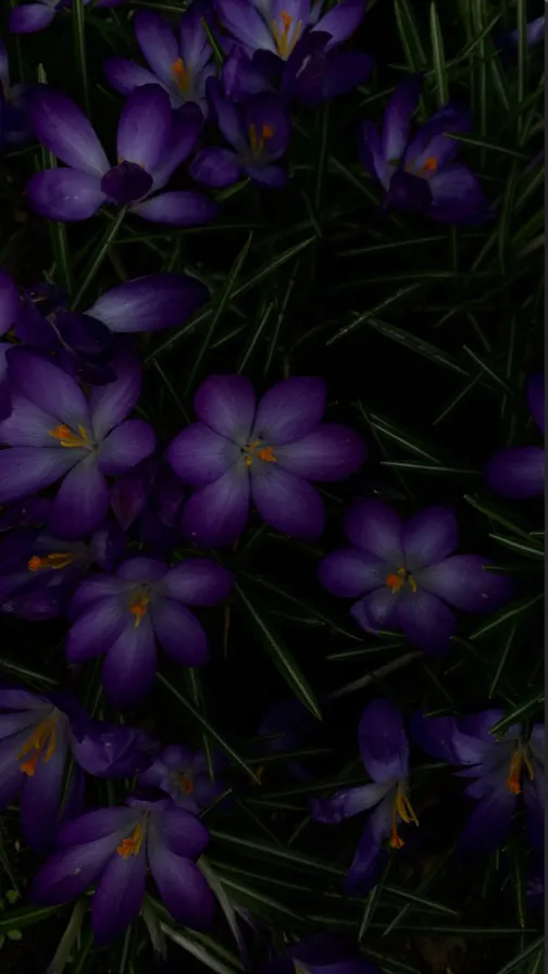 ai character: |+*Vilot..*+| background