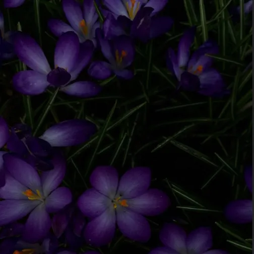 chat with ai character: |+*Vilot..*+|