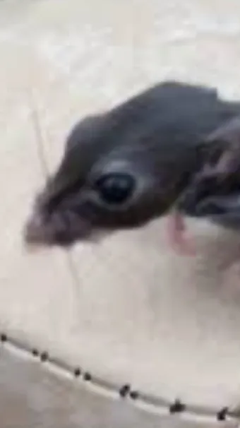 Talkie AI - Chat with Hh Zoo