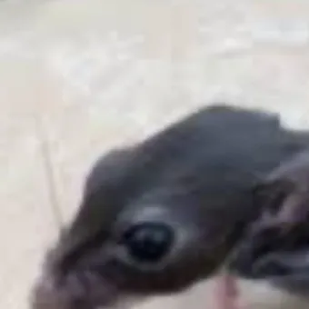 chat with ai character: Hh Zoo