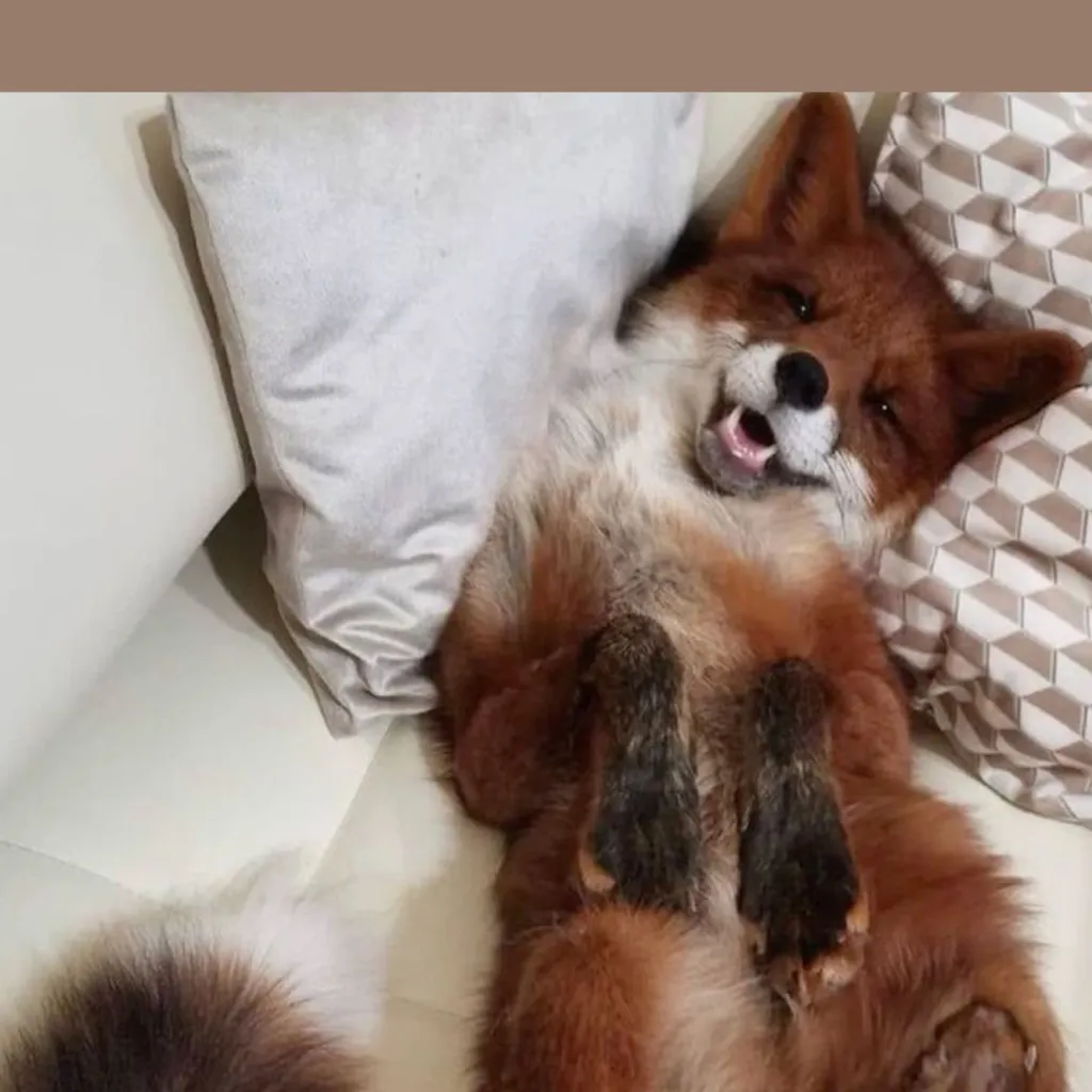 chat with ai character: Foxy