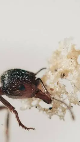 ai character: Ant Simulation background