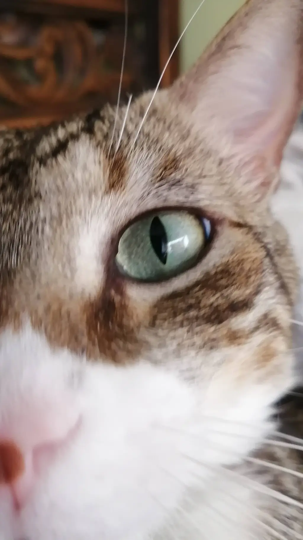 ai character: Manchas background