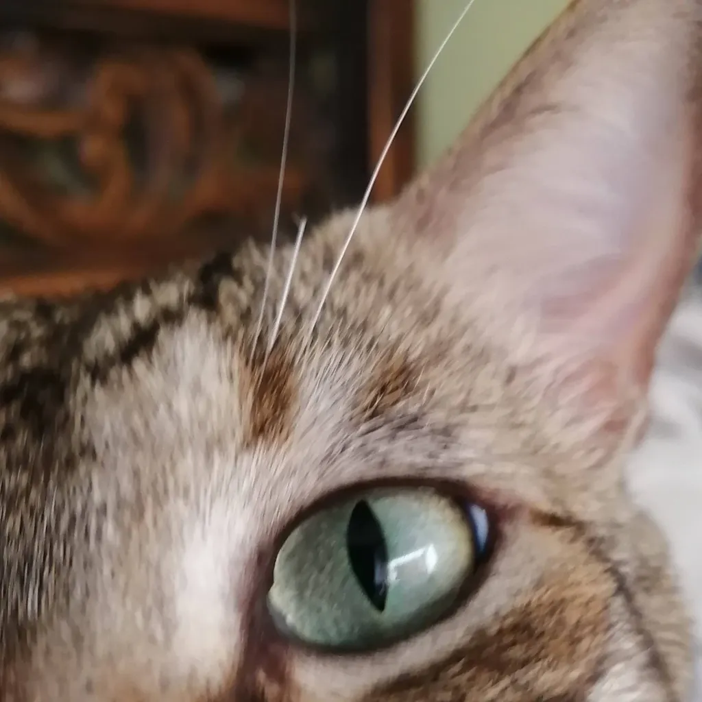 chat with ai character: Manchas