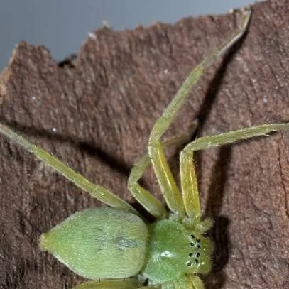 chat with ai character: huntsman spider 