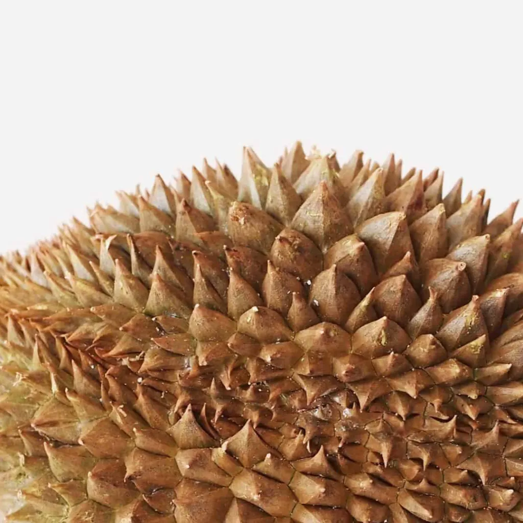 chat with ai character: Giant Durian Tree