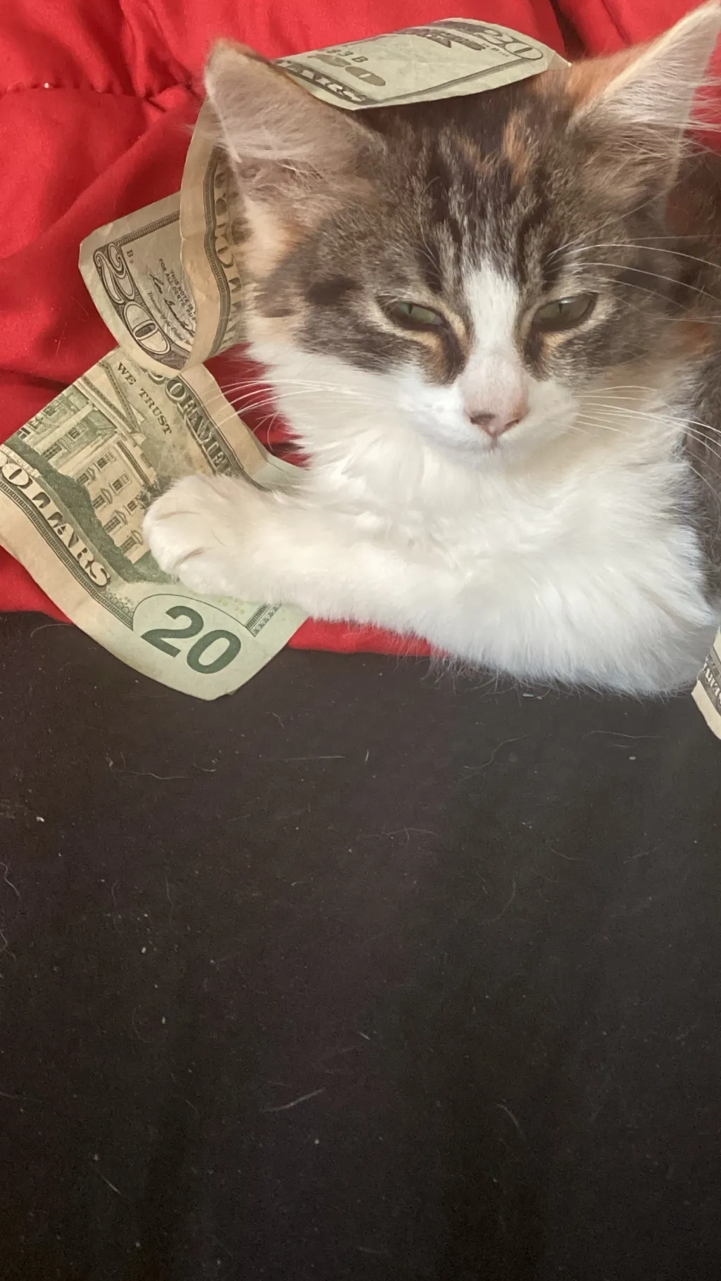 ai character: Mr. Roblox background