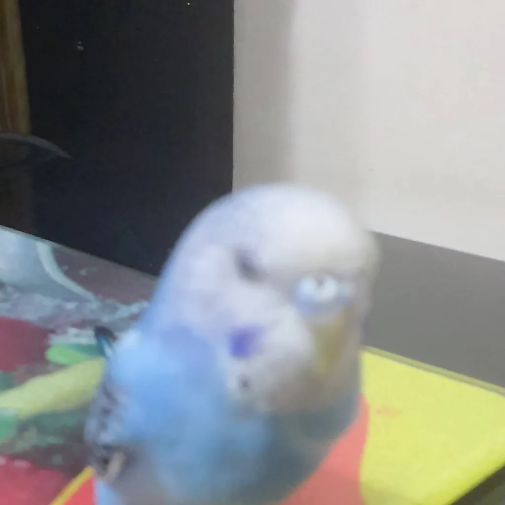 chat with ai character: my bird