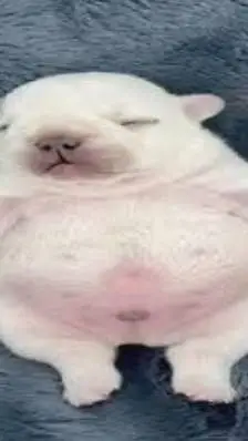 ai character: pibble  background