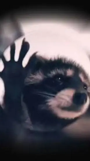 ai character: Pedro the racoon background