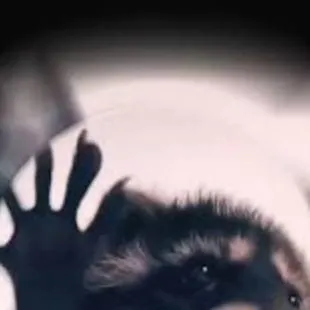 chat with ai character: Pedro the racoon