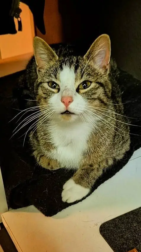 ai character: My weird cat background