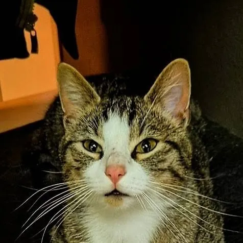 chat with ai character: My weird cat