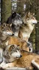 ai character: wolf pack background