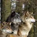 chat with ai character: wolf pack