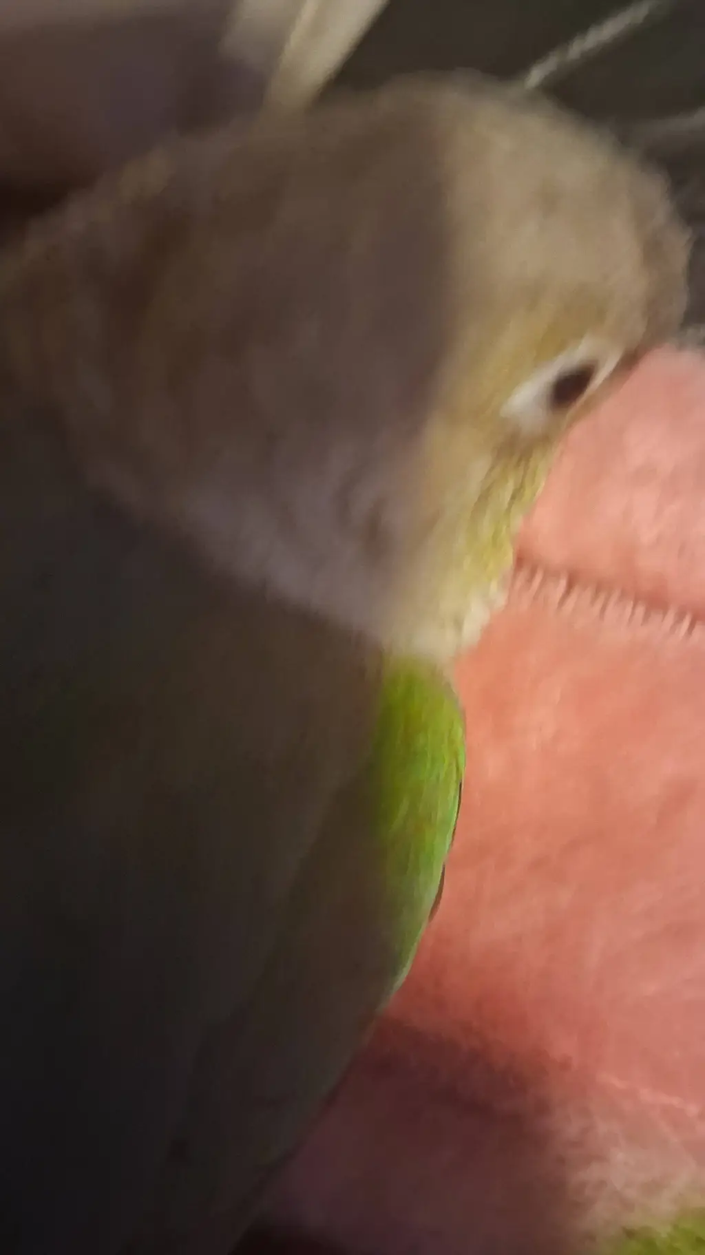 ai character: bird background