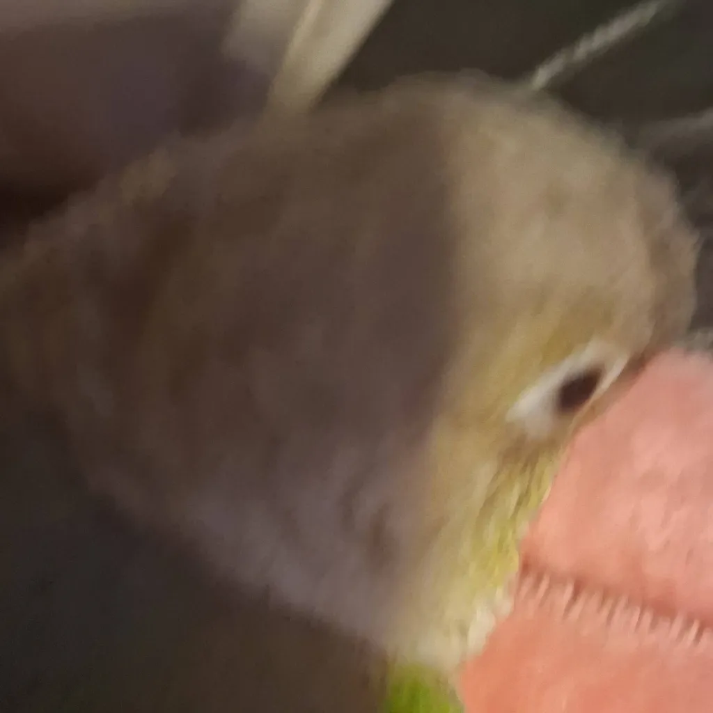 chat with ai character: bird